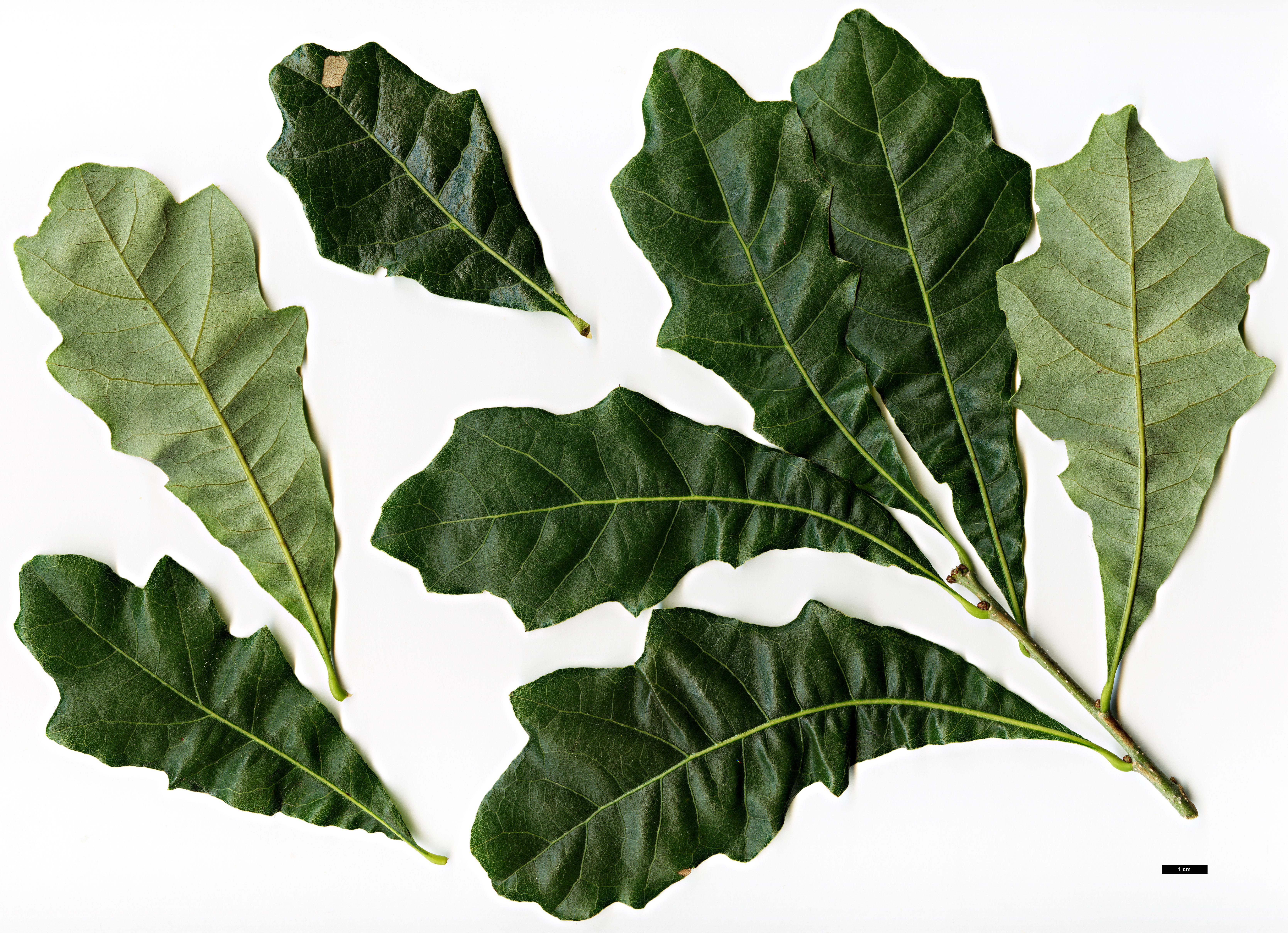 High resolution image: Family: Fagaceae - Genus: Quercus - Taxon: ×substellata (Q.bicolor × Q.stellata)